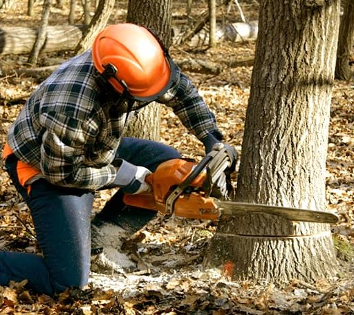 Tree Removal in Athens, ME